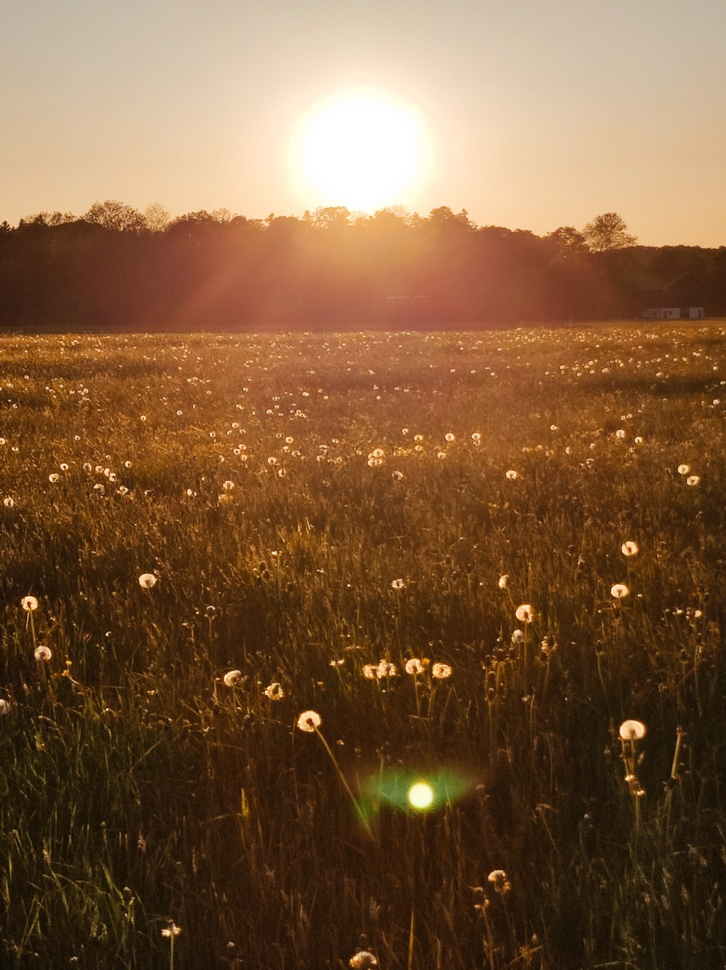 Grüngeflüster im Lichtkreis – Pflanzenbotschaften im&nbsp;Juni