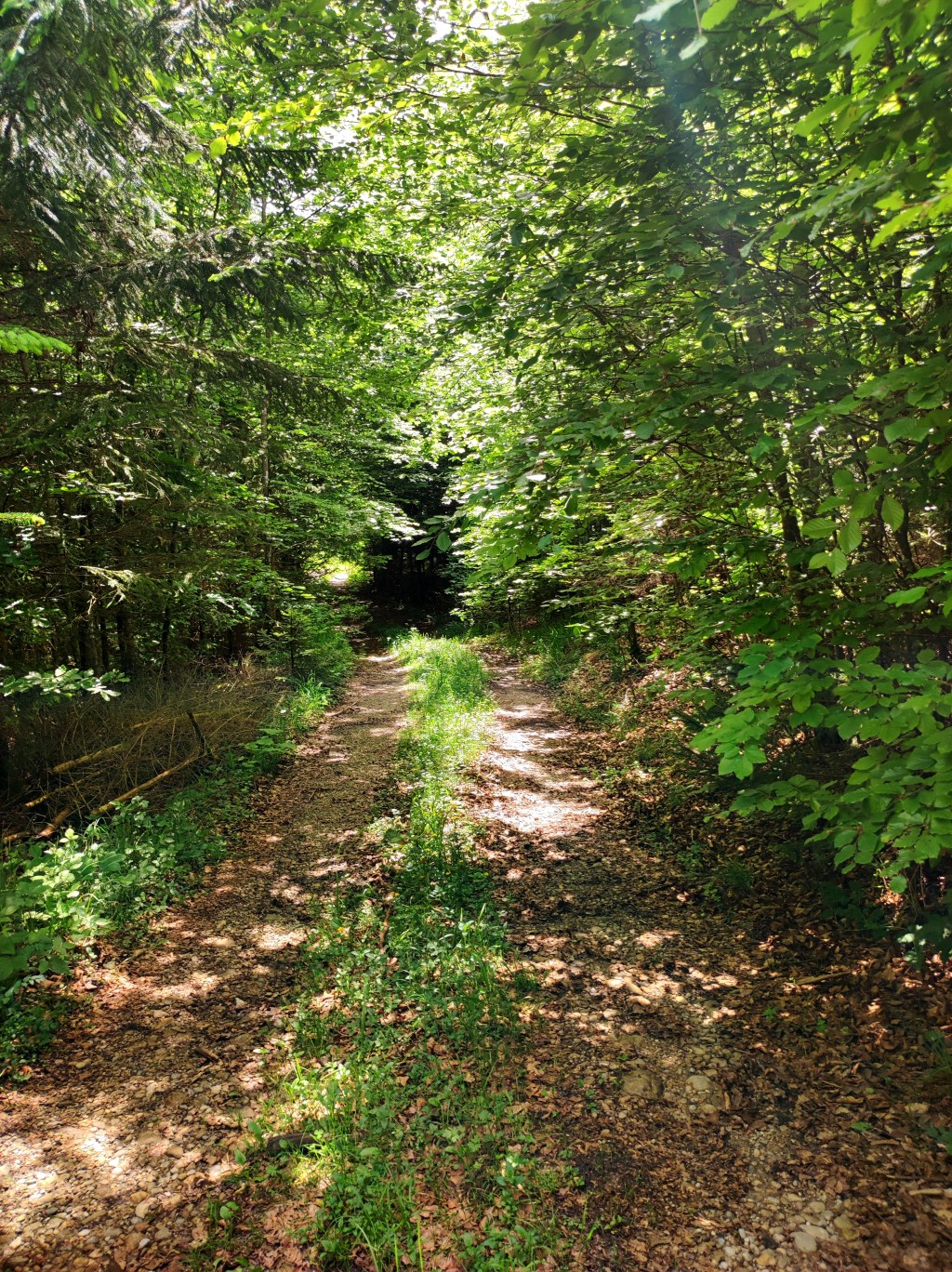 Waldrauschen und Wurzelschätze.Vom Sammeln, Sein und&nbsp;Stillwerden
