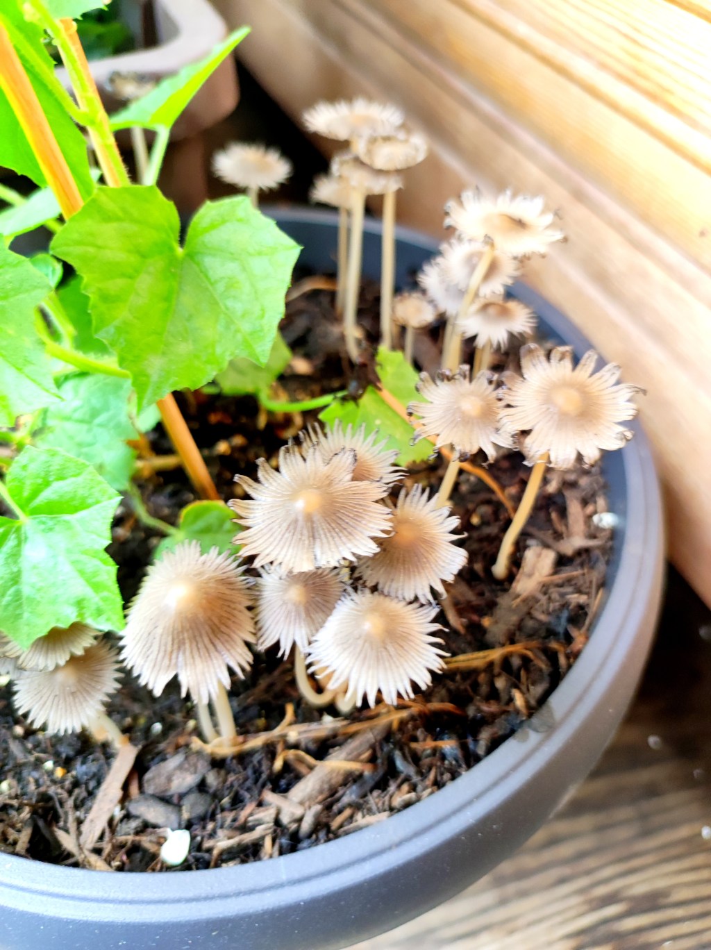 Pilzpost im Gurkentopf